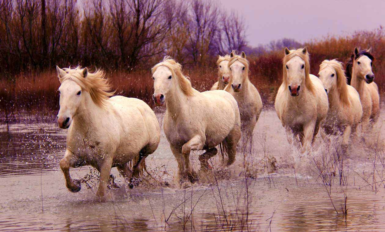A small oncoming herd of horses runs through a shallow lake